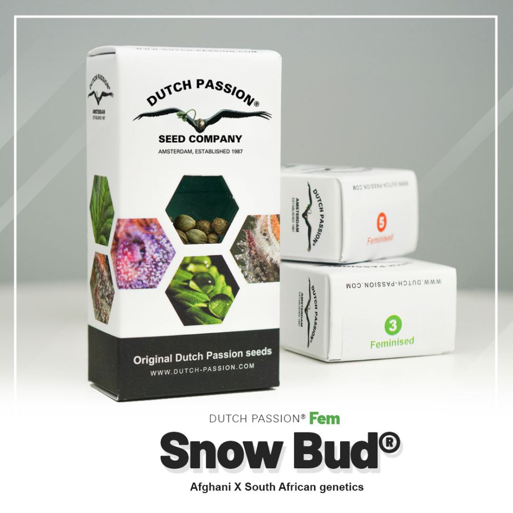 Dutch Passion Snow Bud Hanfpflanze Verpackung