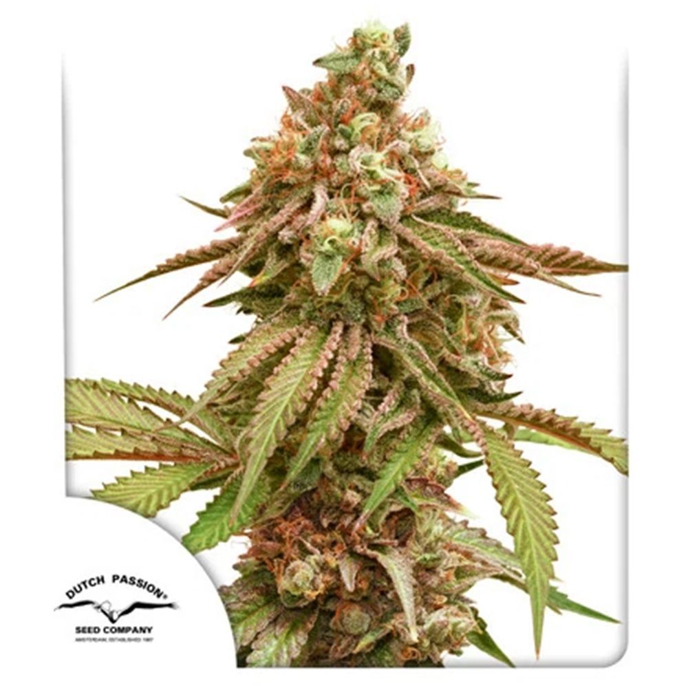Dutch Passion Tropical Tangie Feminsierte Hanfsamen Cannabisblüte