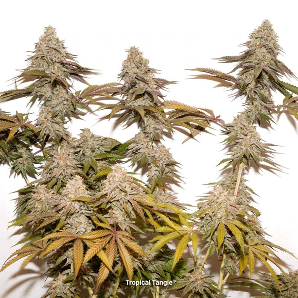 Dutch Passion Tropical Tangie Feminsierte Hanfsamen Cannabisblüte