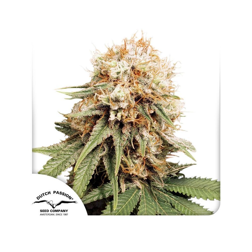 Dutch Passion White Widow Hanfpflanze Blüte