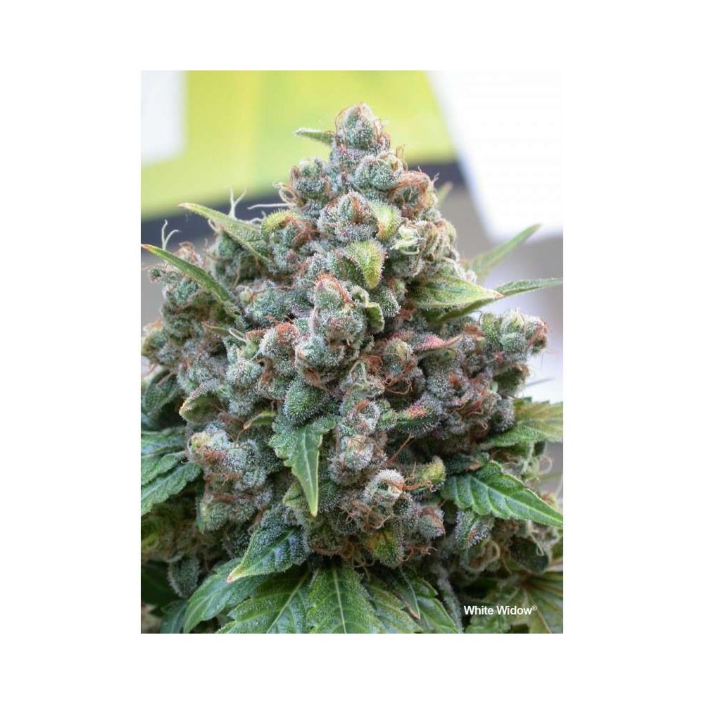 Dutch Passion White Widow Hanfpflanze Blüte