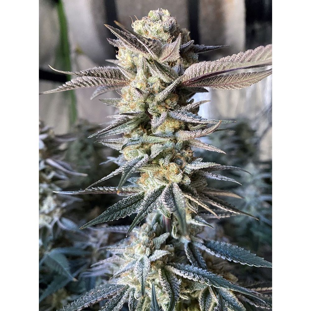 Elev8 Seeds Huckleberry Punch Feminisierte Hanfsamen Cannabisblüte