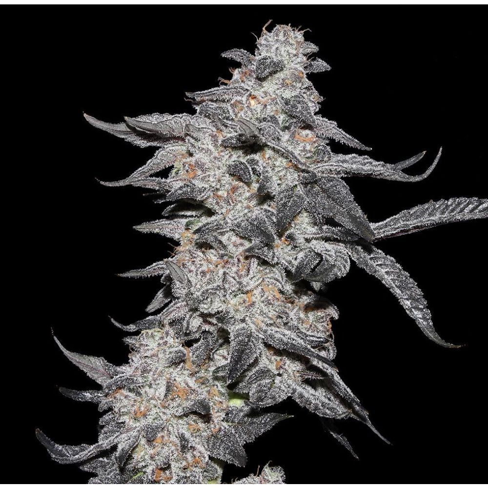 Elev8 Seeds Purple Cherry Popper Feminisierte Hanfsamen Cannabisblüte