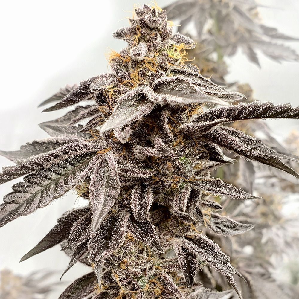 Elev8 Seeds Sour Apple Kiss Feminisierte Hanfsamen Cannabisblüte