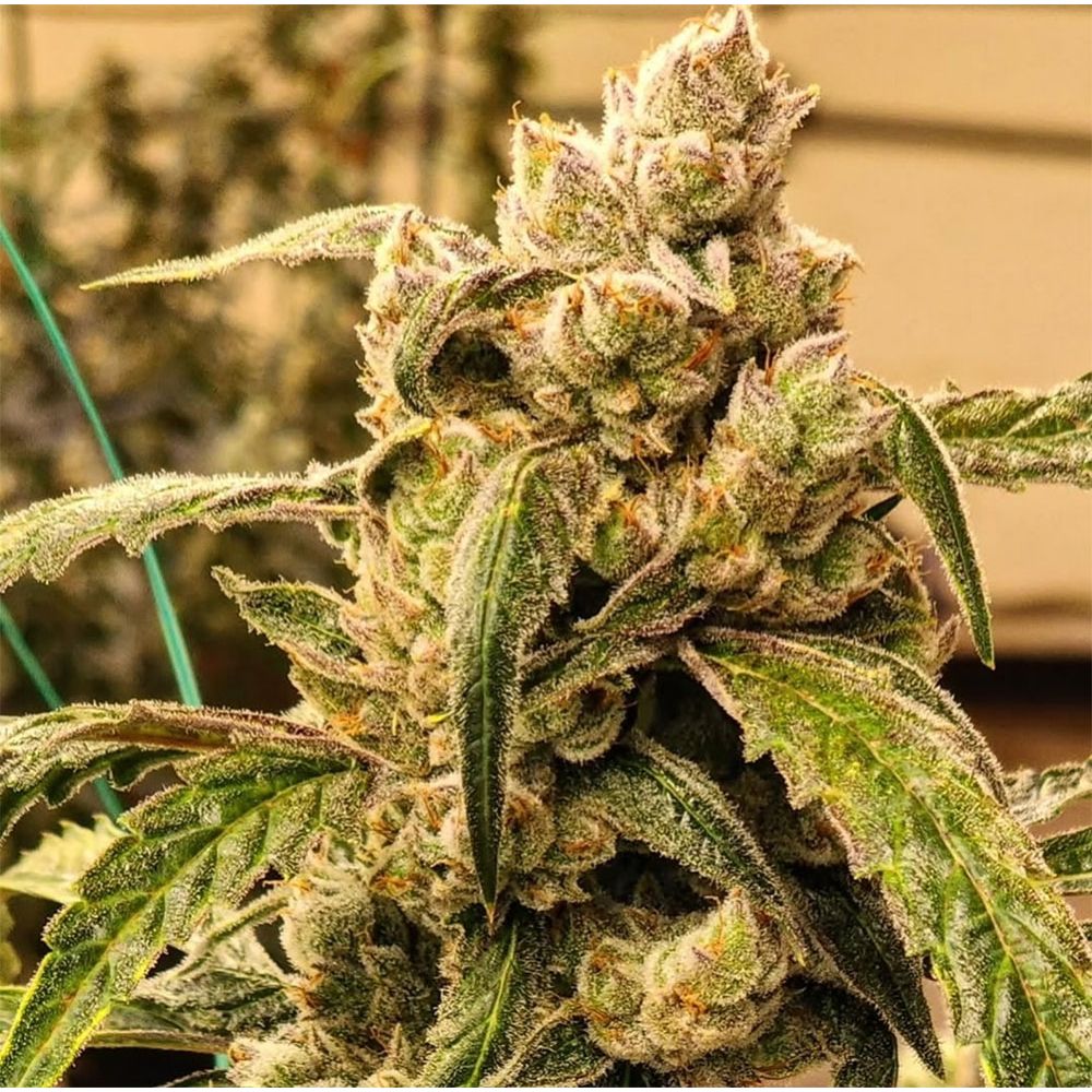 Ethos Genetics Banana Jealousy IBL Hanfsamen Cannabisblüte
