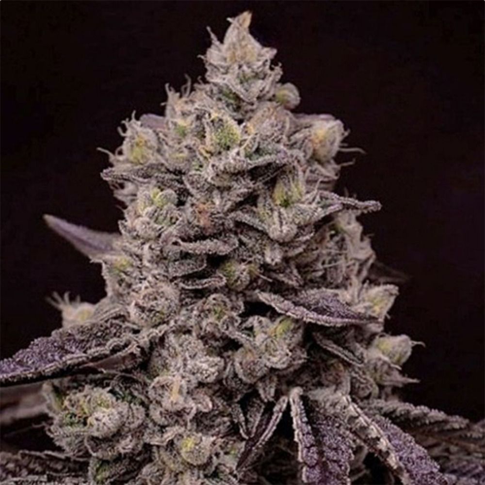 Ethos Genetics FANTA SEA RBX Feminisierte Hanfsamen Cannabisblüte