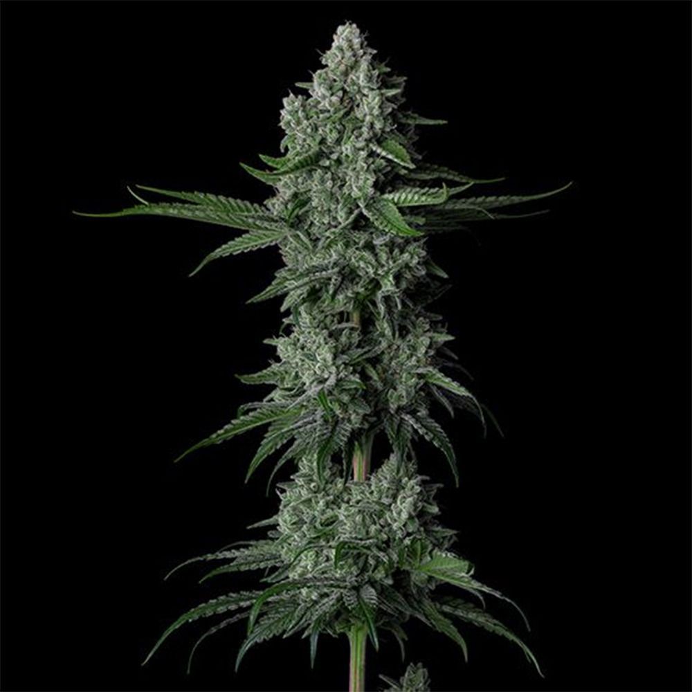 Ethos Genetics Grandpa's Stash R2 Feminisierte Hanfsamen Cannabisblüte