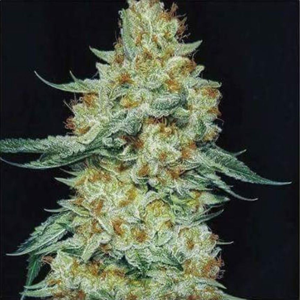 Ethos Genetics Member Berry RBX1 Feminisierte Hanfsamen Cannabisblüte