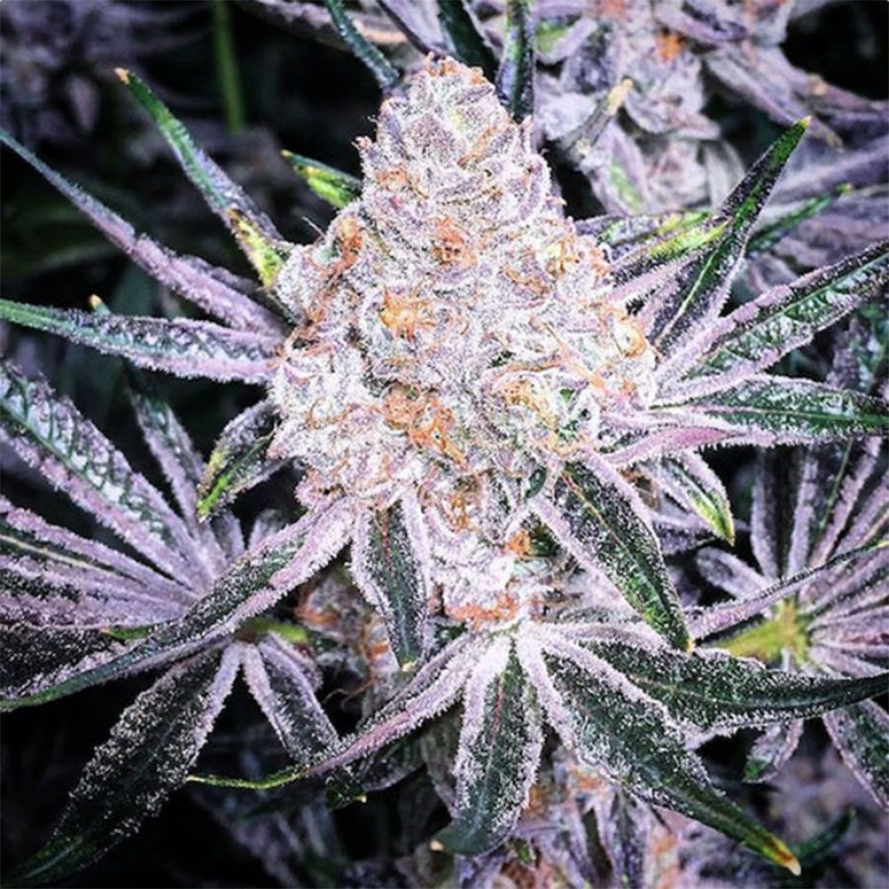 Ethos Genetics Purple Sunset RBX2 Feminisierte Hanfsamen Cannabisblüte