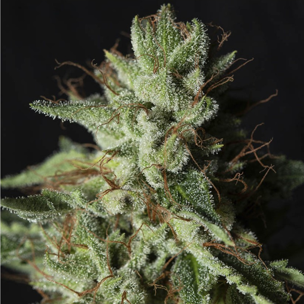 EVA Seeds Gorilla Candy Feminisierte Hanfsamen