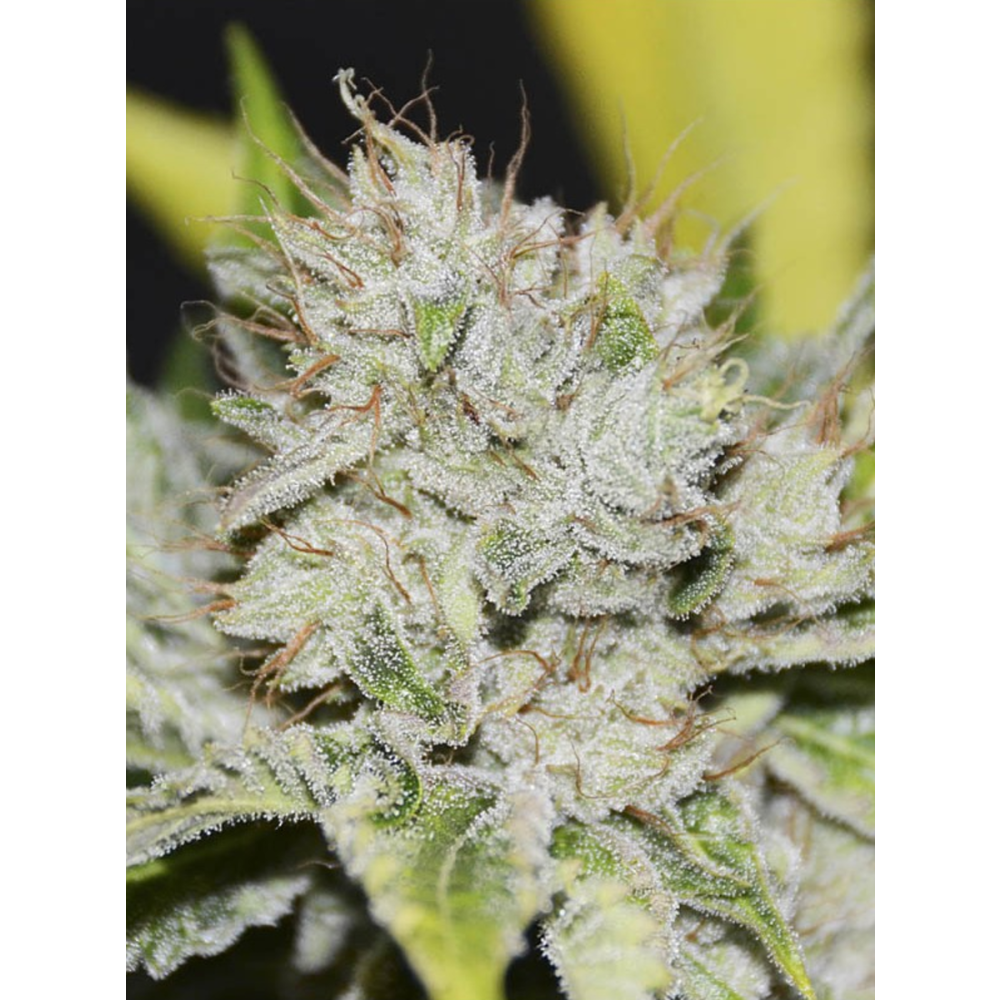 EVA Seeds Gorilla Candy Feminisierte Hanfsamen