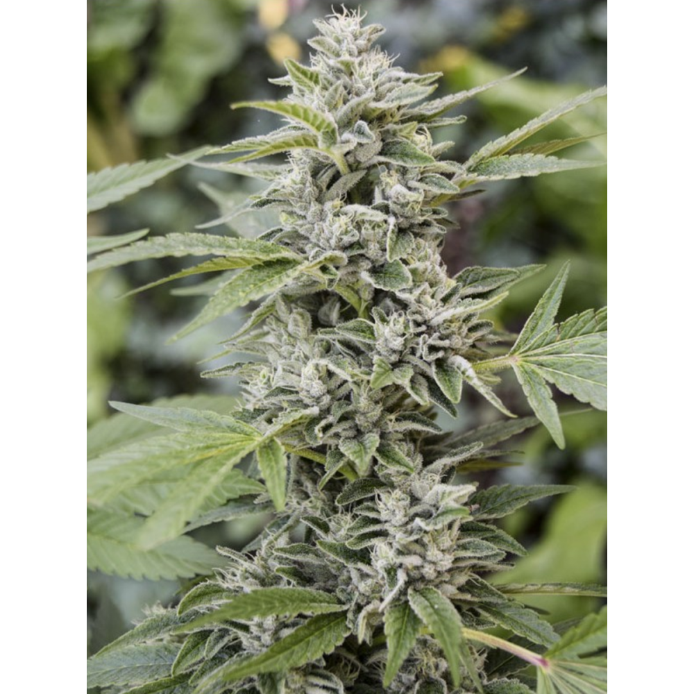 EVA Seeds Gorilla Candy Feminisierte Hanfsamen