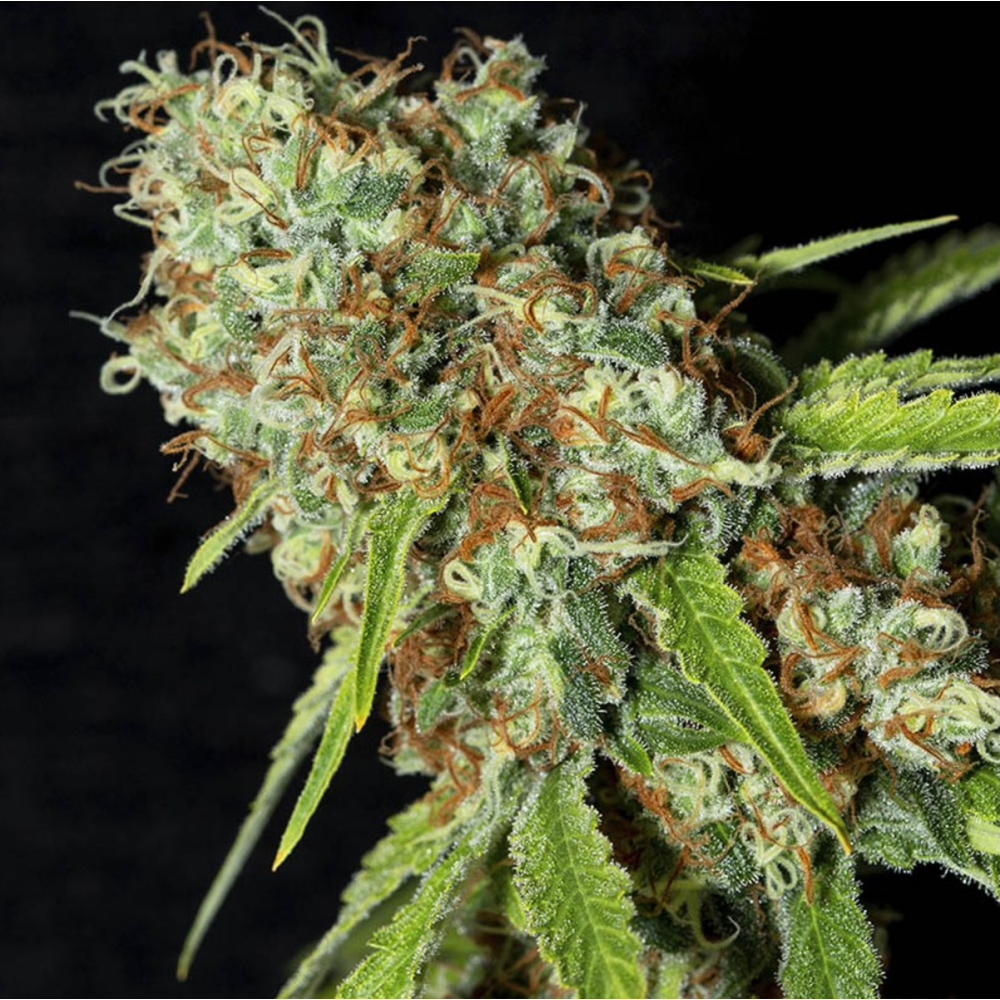 EVA Seeds Jamaican Dream CBD Feminisierte Hanfsamen