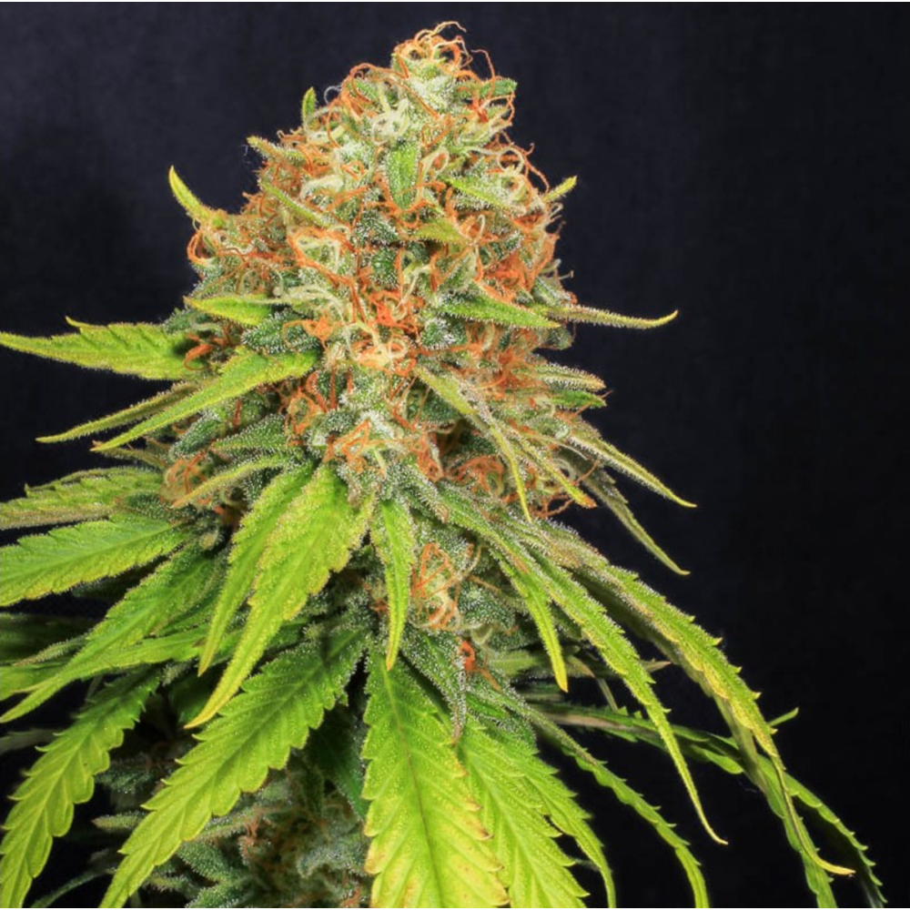 EVA Seeds Jamaican Dream CBD Feminisierte Hanfsamen