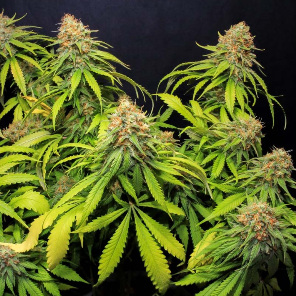 EVA Seeds Jamaican Dream CBD Feminisierte Hanfsamen