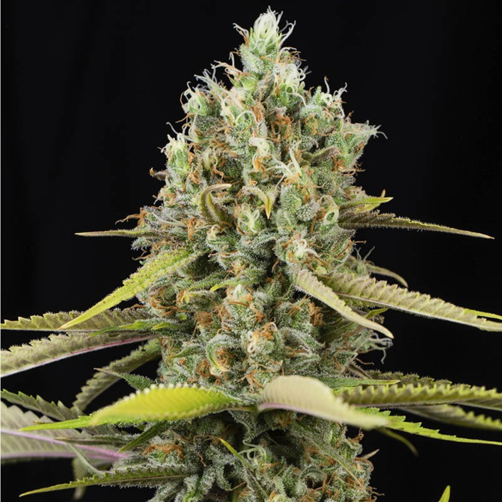 EVA Seeds Lemon King Feminisierte Hanfsamen