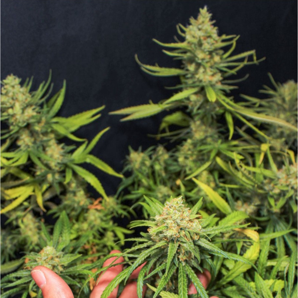 EVA Seeds Lemon King Feminisierte Hanfsamen