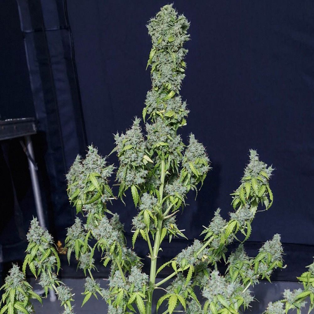 Eva Seeds Magic Tree Automatic Hanfsamen Cannabisblüte