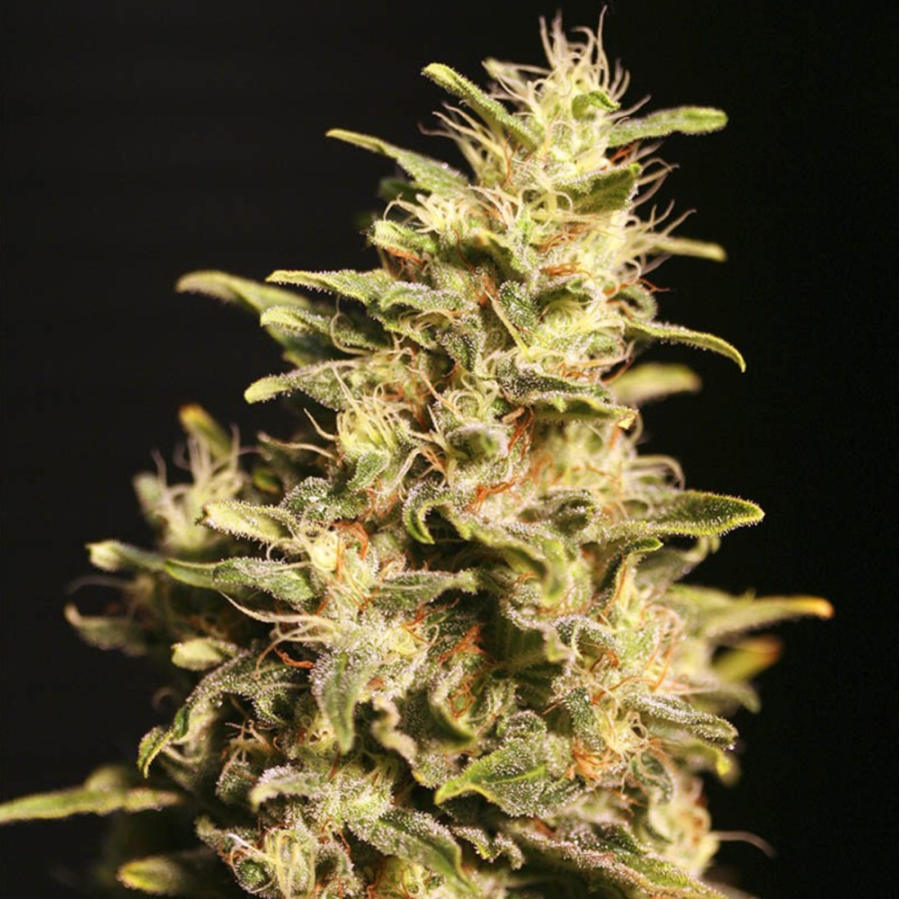 EVA Seeds Missing in Barcelona Feminisierte Hanfsamen