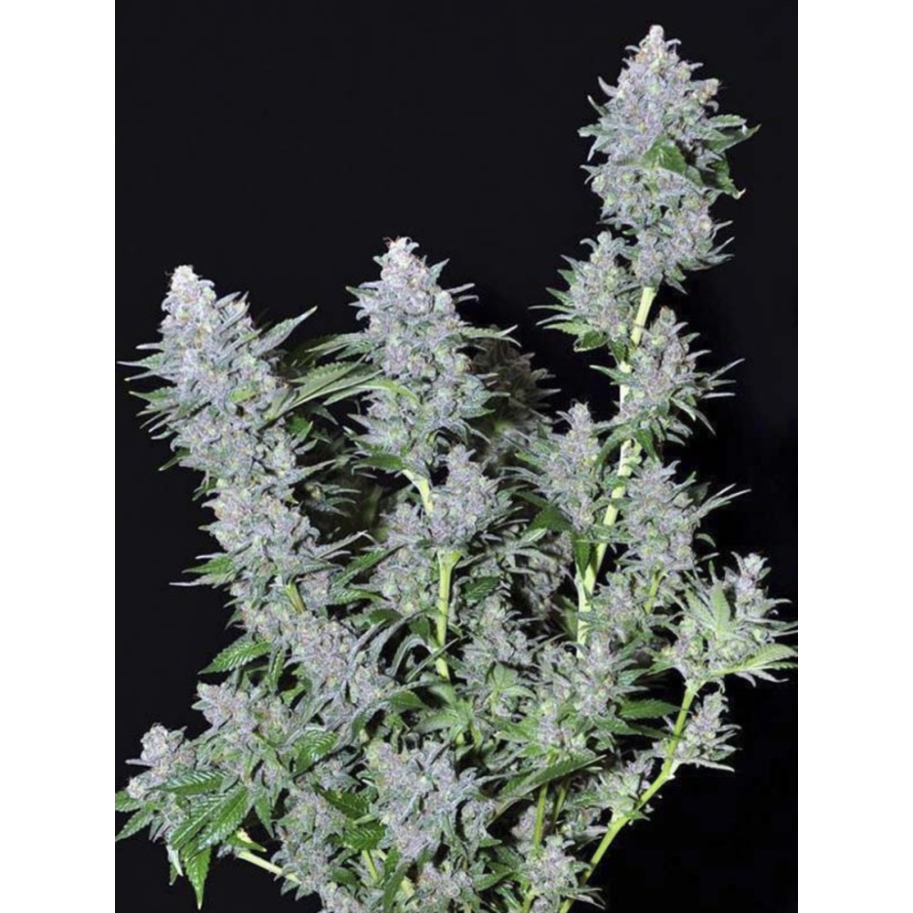 EVA Seeds Missing in Barcelona Feminisierte Hanfsamen