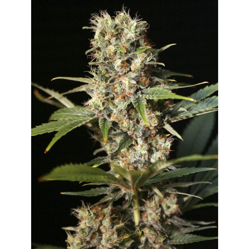 EVA Seeds Missing in Barcelona Feminisierte Hanfsamen