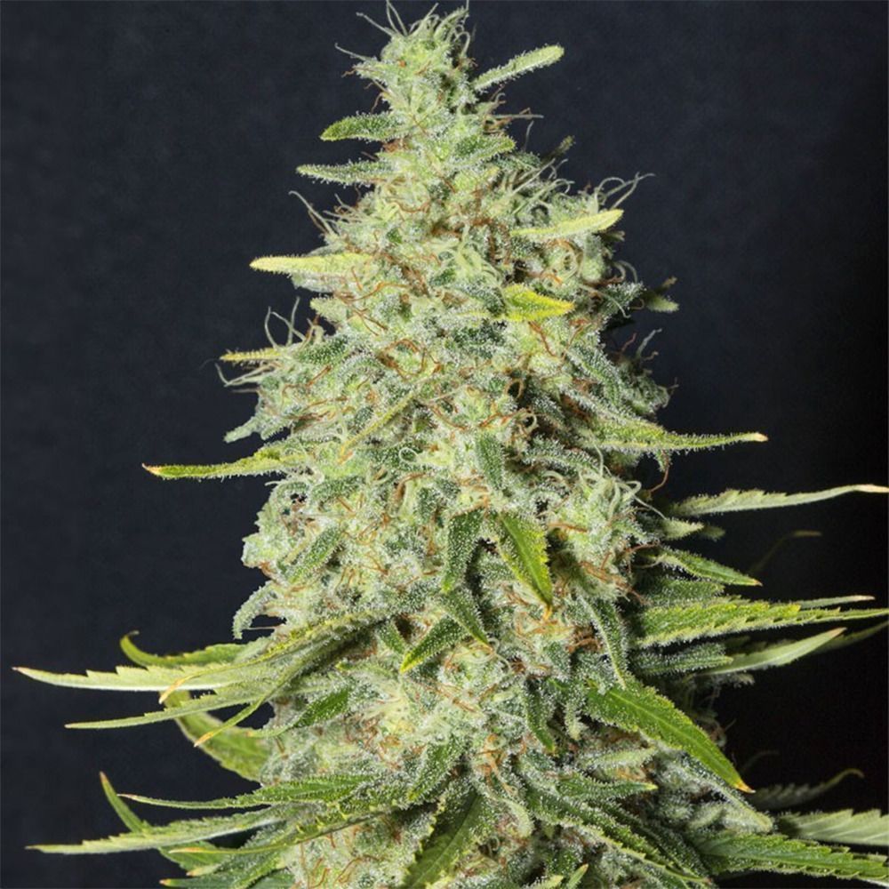 Eva Seeds Monster CBD Feminiserte Hanfsamen Cannabisblüte