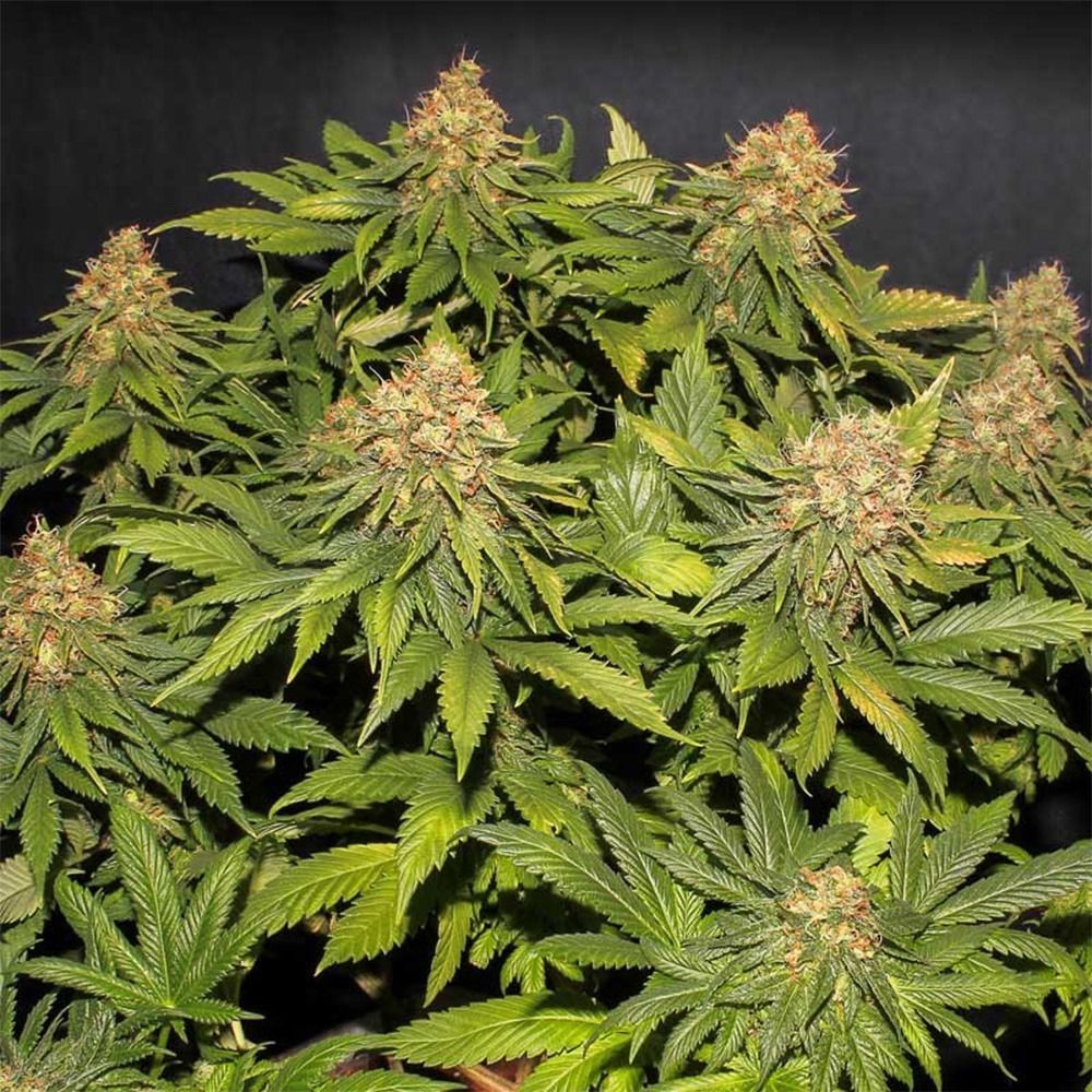 Eva Seeds Only CBD Feminiserte Hanfsamen Cannabisblüte