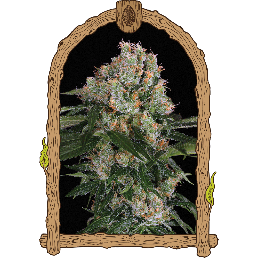 Exotic Seeds Artic Flurry Feminisierte Hanfsamen