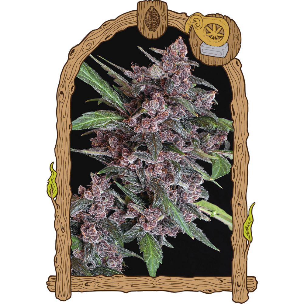 Exotic Seeds Black Lemon Automatic Hanfsamen