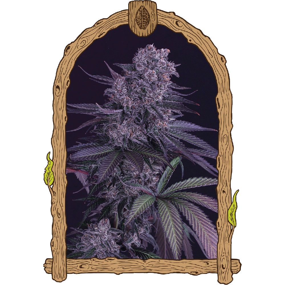 Exotic Seeds Black Lemon Feminisierte Hanfsamen Blüte