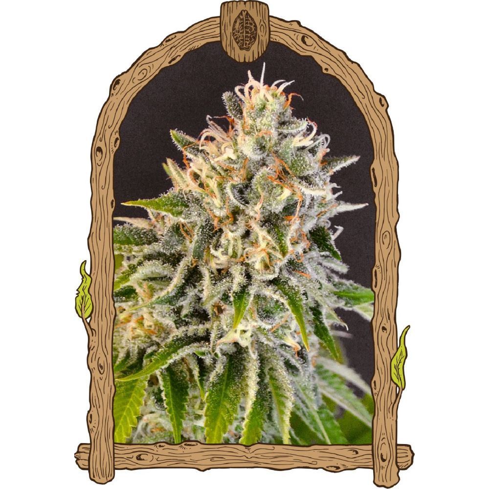 Exotic Seeds Feminisierte Hanfsamen Cannabisblüte