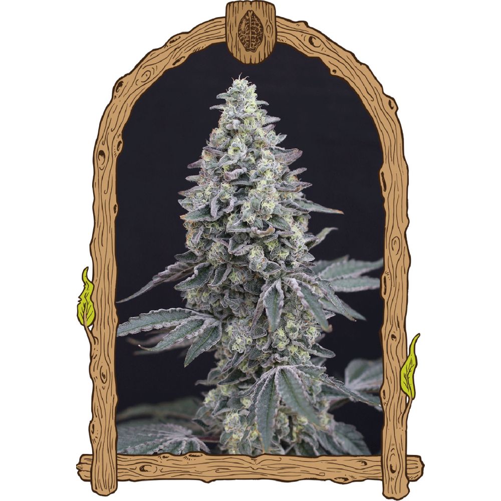 Exotic Seeds Georgia Cream Automatic Hanfsamen Blüte
