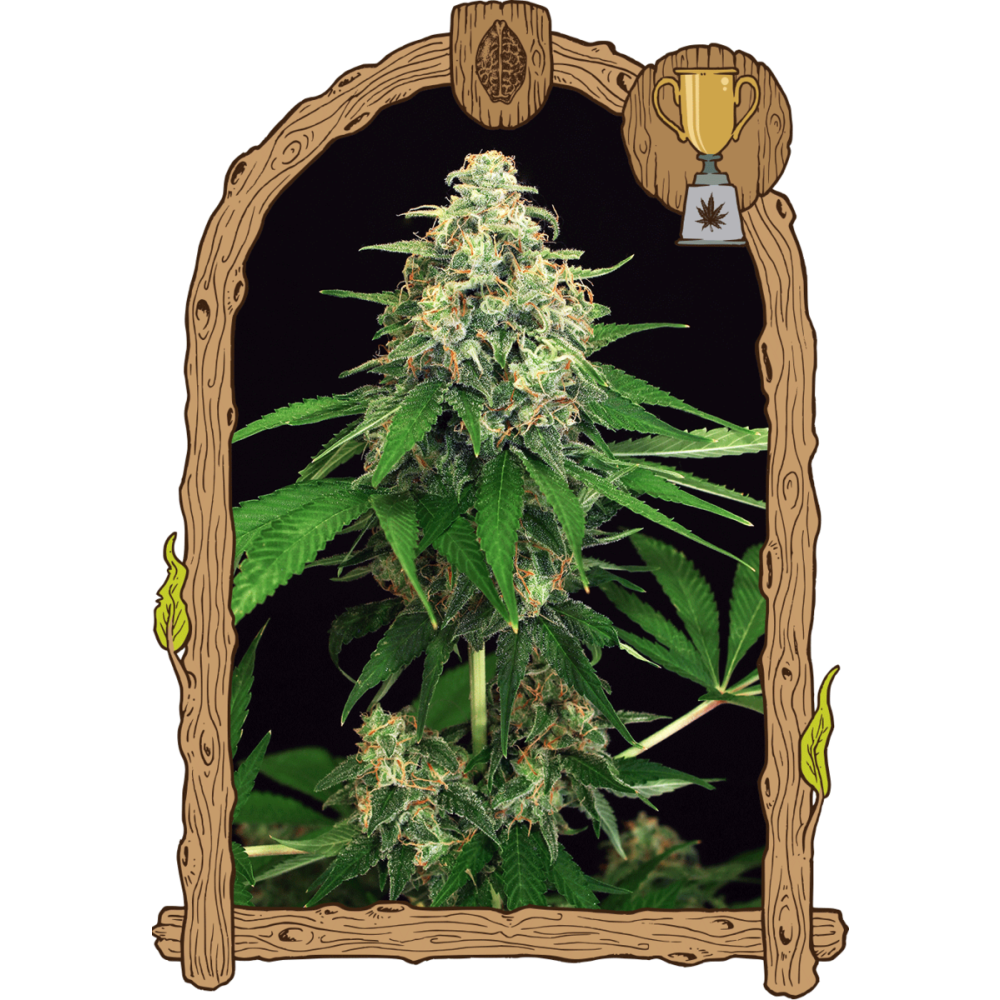 Exotic Seeds Mango Cream Feminisierte Hanfsamen