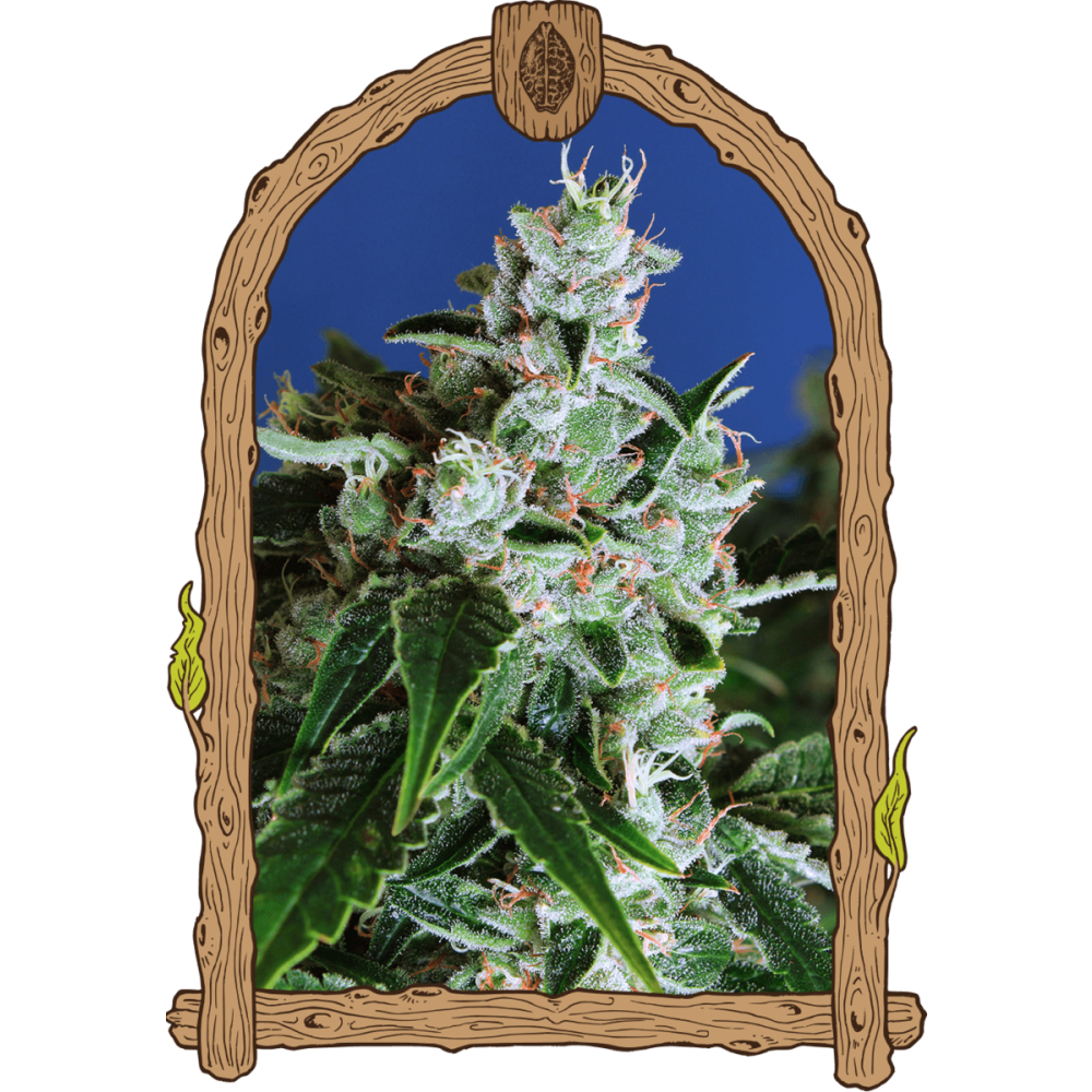 Exotic Seeds Sir Jack Automatic Hanfsamen