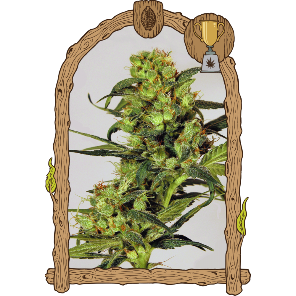 Exotic Seeds Spicy Bitch Feminisierte Hanfsamen