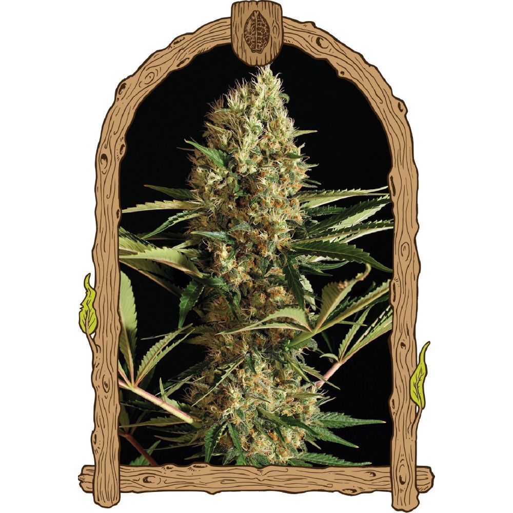 Exotic Seeds Strawberry Cube Automatic Hanfsamen Cannabisblüte