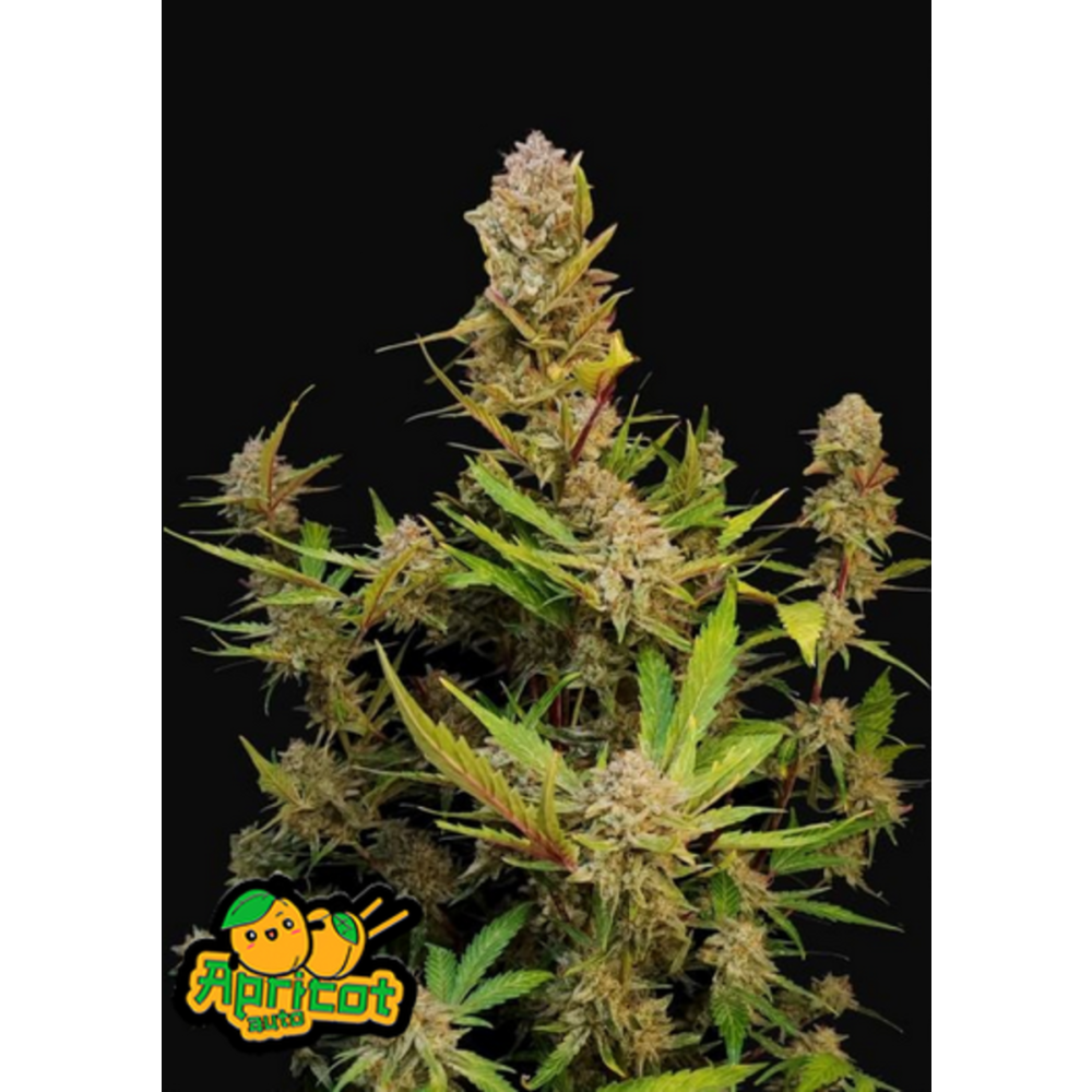 Fast Buds Apricot automatic Hanfsamen