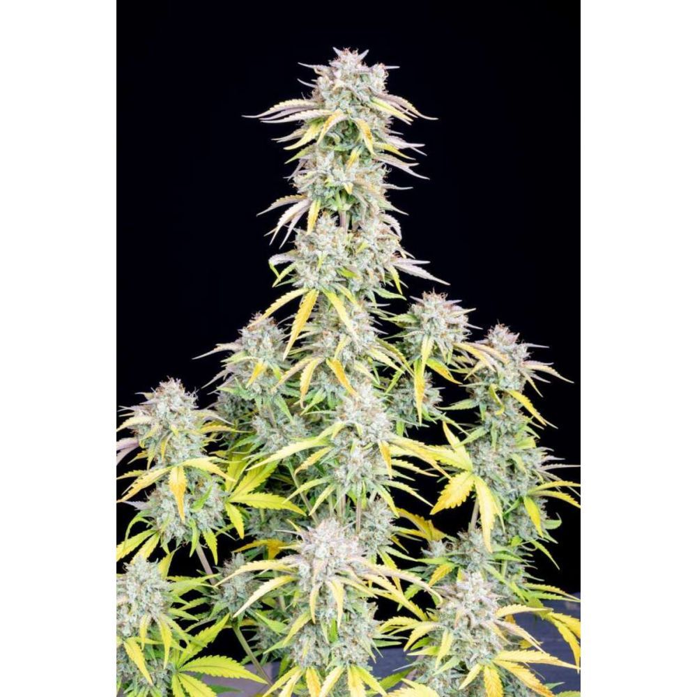 Fast Buds Big Bud automatic Hanfsamen