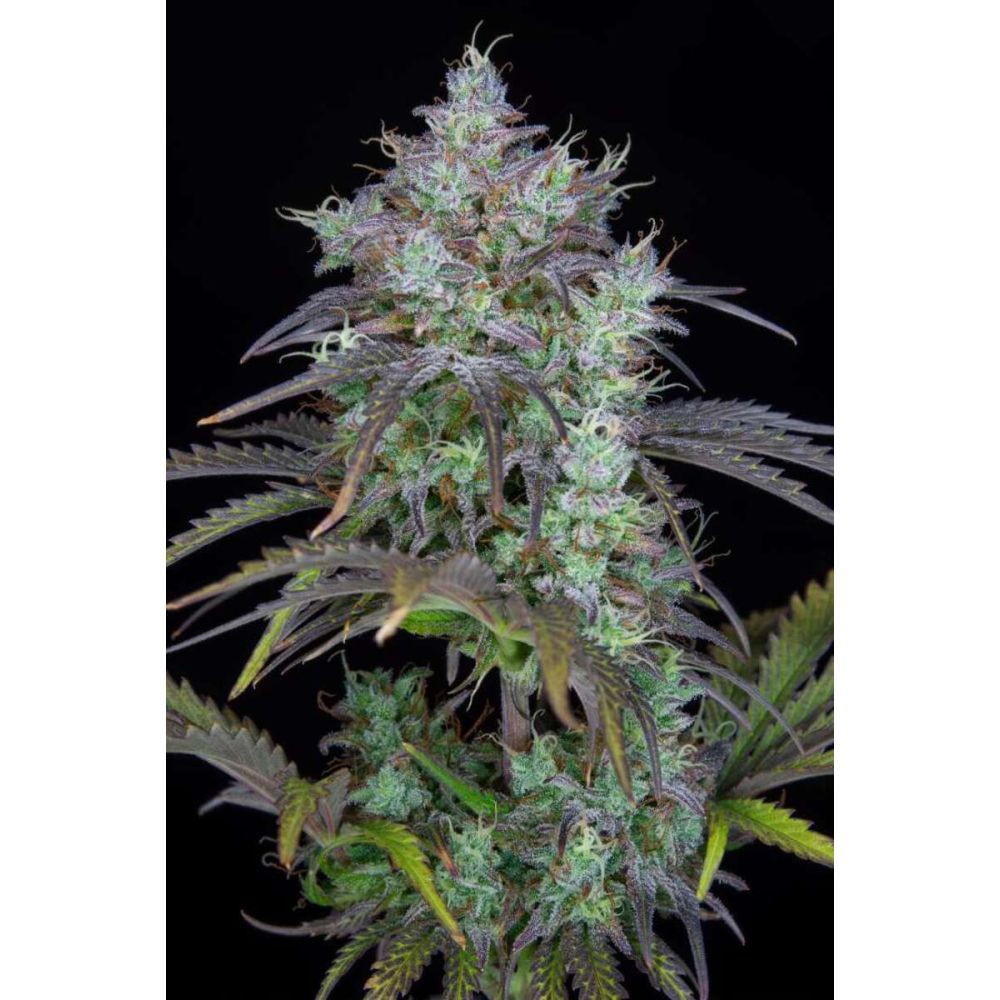 Fast Buds Big Bud automatic Hanfsamen