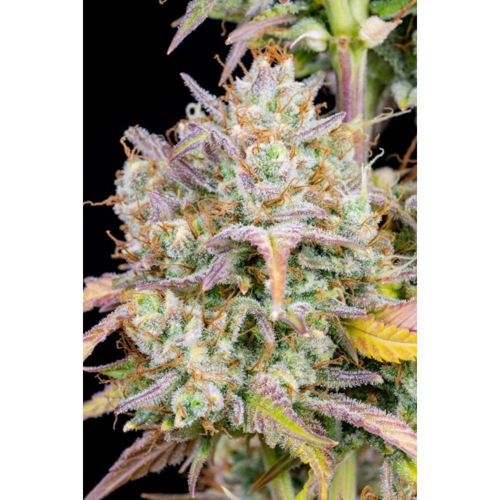 Fast Buds Big Bud automatic Hanfsamen