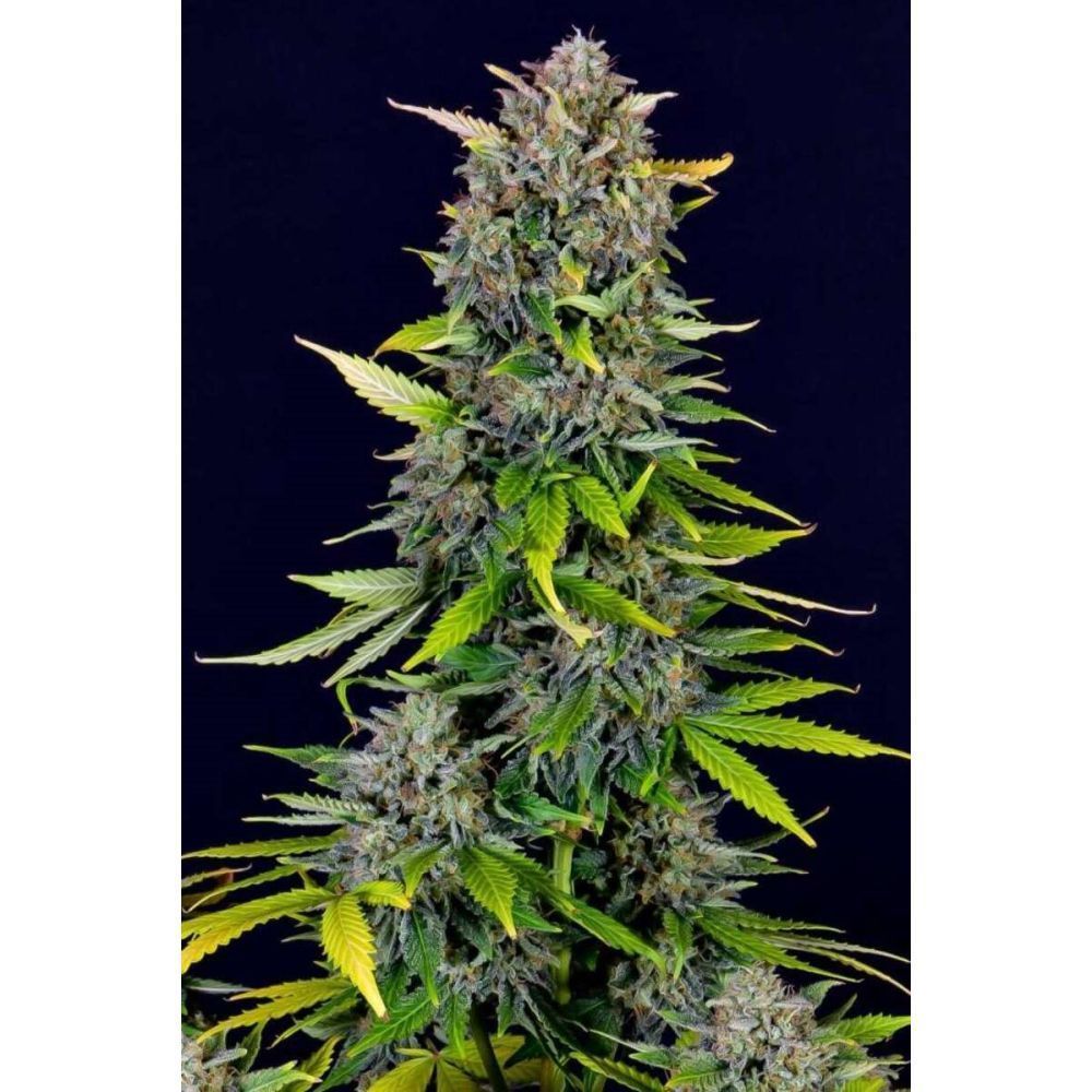 Fast Buds Blue Dream automatic Hanfsamen