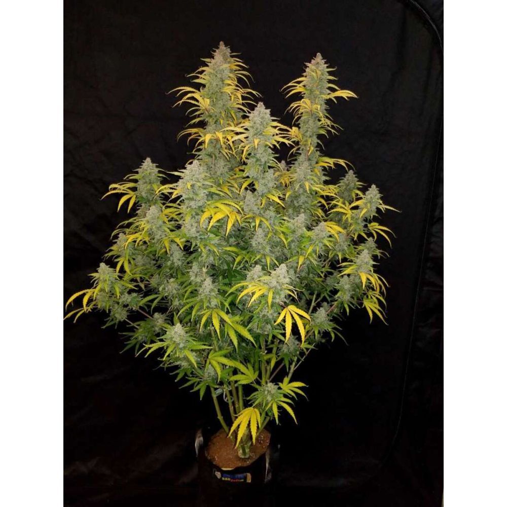 Fast Buds Blue Dream automatic Hanfsamen
