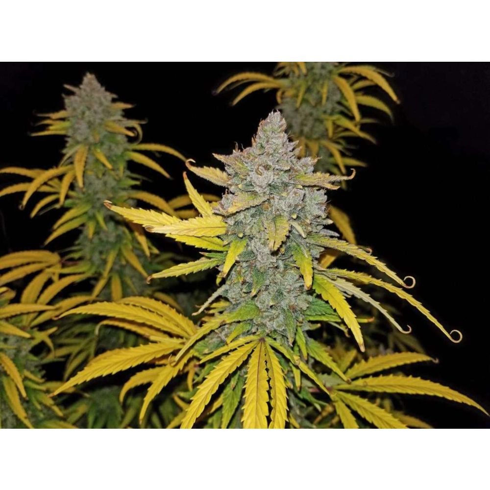 Fast Buds Blue Dream automatic Hanfsamen