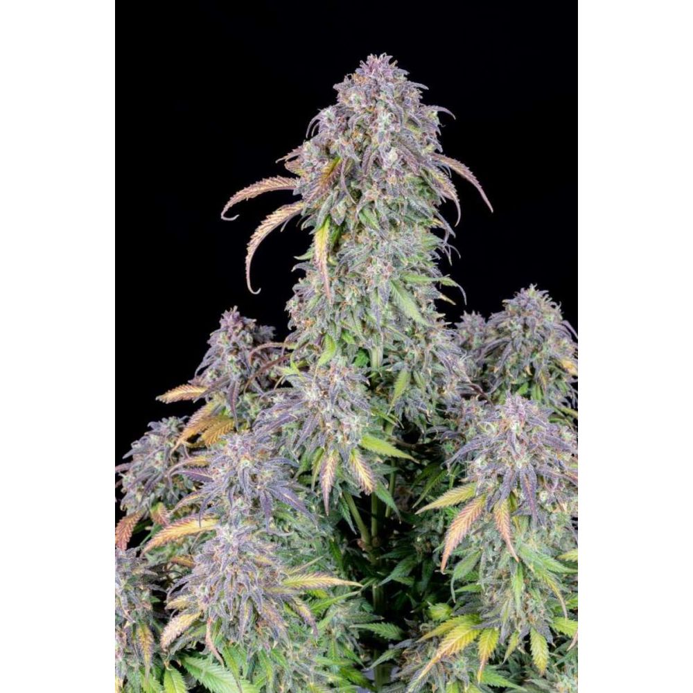 Fast Buds Blueberry automatic Hanfsamen