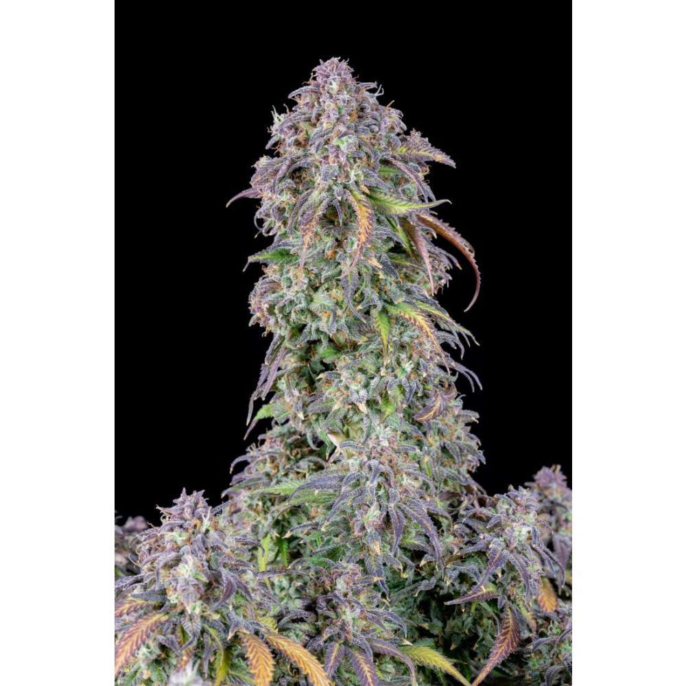Fast Buds Blueberry automatic Hanfsamen