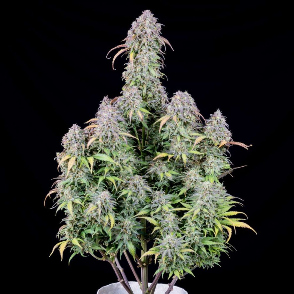 Fast Buds Blueberry automatic Hanfsamen