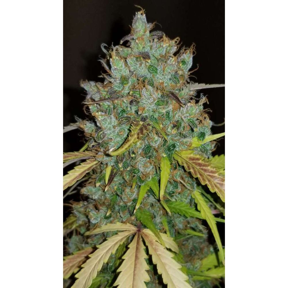 Fast Buds BubbleGum automatic Hanfsamen