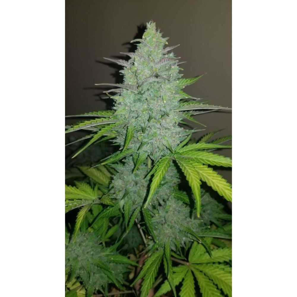 Fast Buds Cheese automatic Hanfsamen