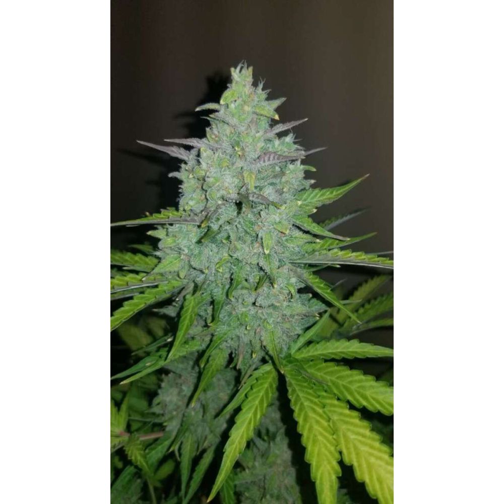 Fast Buds Cheese automatic Hanfsamen