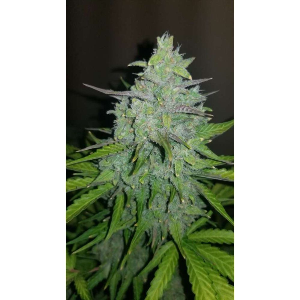 Fast Buds Cheese automatic Hanfsamen